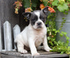 Frenchton For Sale Millersburg, OH Female- Callie