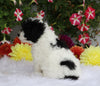 ICA Registered Toy Poodle For Sale Fredericksburg, OH Female- Mariah