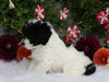 ICA Registered Toy Poodle For Sale Fredericksburg, OH Female- Mariah