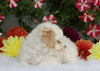 ICA Registered Toy Poodle For Sale Fredericksburg, OH Female- Poppy