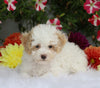 ICA Registered Toy Poodle For Sale Fredericksburg, OH Female- Poppy