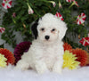 ICA Registered Toy Poodle For Sale Fredericksburg, OH Male- Odie