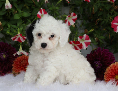ICA Registered Toy Poodle For Sale Fredericksburg, OH Male- Odie