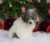 ICA Registered Toy Poodle For Sale Fredericksburg, OH Male- Alfie
