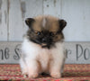 ACA Registered Pomeranian For Sale Millersburg, OH Female- Faith