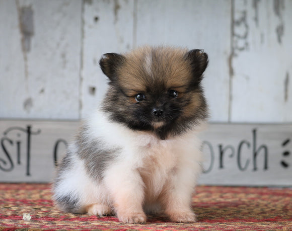 ACA Registered Pomeranian For Sale Millersburg, OH Female- Faith