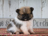 ACA Registered Pomeranian For Sale Millersburg, OH Female- Faith