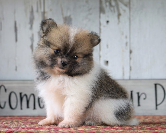 ACA Registered Pomeranian For Sale Millersburg, OH Female- Hope