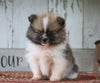 ACA Registered Pomeranian For Sale Millersburg, OH Female- Grace