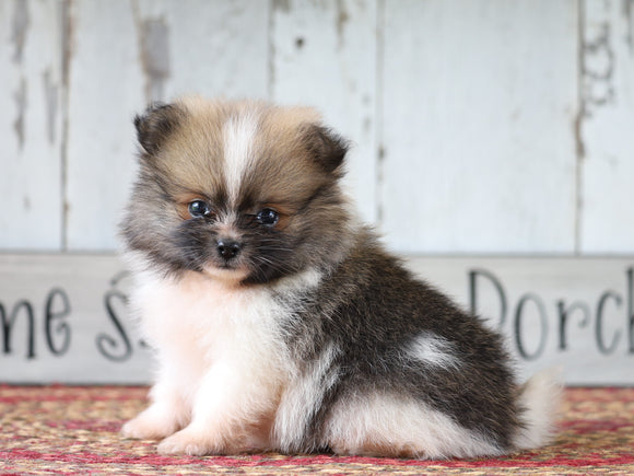 ACA Registered Pomeranian For Sale Millersburg, OH Female- Grace