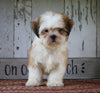 Shih Tzu For Sale Millersburg, OH Female- Sophie