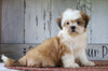 Shih Tzu For Sale Millersburg, OH Female- Sophie