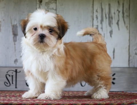 Shih Tzu For Sale Millersburg, OH Female- Sophie