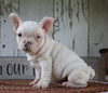 AKC Registered French Bulldog For Sale Millersburg, OH Male- Star