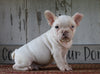 AKC Registered French Bulldog For Sale Millersburg, OH Male- Star