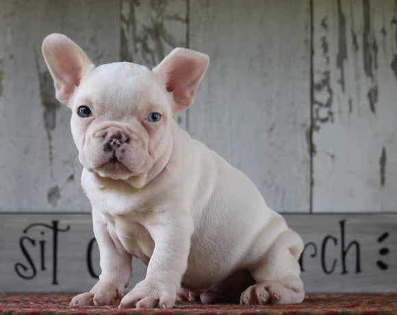 AKC Registered French Bulldog For Sale Millersburg, OH Male- Star