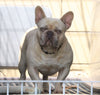 AKC Registered French Bulldog For Sale Millersburg, OH Female- Queenie