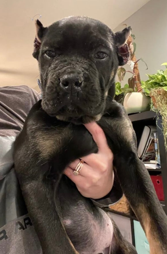 ICCF Registered Cane Corso (Italian Mastiff) For Sale Louisville OH Female-Myra