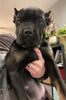 ICCF Registered Cane Corso (Italian Mastiff) For Sale Louisville OH Female-Myra