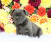 AKC Registered French Bulldog For Sale Fredericksburg, OH Male- Sebastian