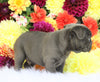 AKC Registered French Bulldog For Sale Fredericksburg, OH Male- Sebastian