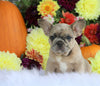 AKC Registered French Bulldog For Sale Fredericksburg, OH Female- Selena