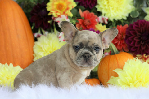 AKC Registered French Bulldog For Sale Fredericksburg, OH Female- Selena