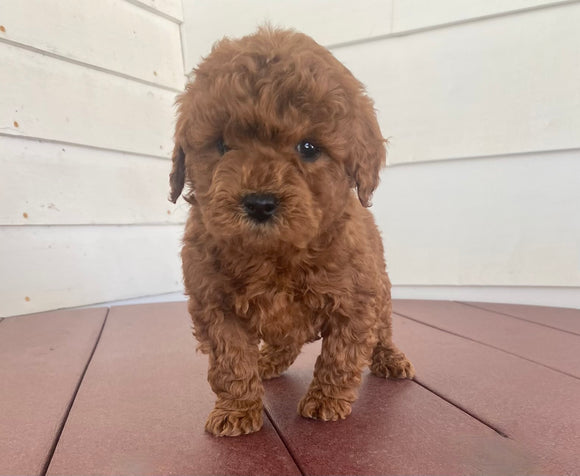 Mini Poodle For Sale Fresno OH Male-Hayden