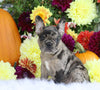 AKC Registered French Bulldog For Sale Fredericksburg, OH Female- Serena