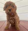 Mini Poodle For Sale Fresno OH Female-Hannah