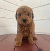 Mini Poodle For Sale Fresno OH Female-Hailey