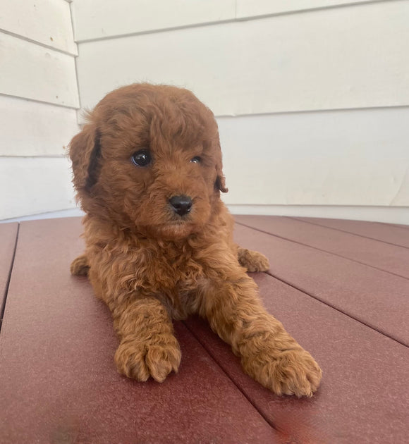 Mini Poodle For Sale Fresno OH Female-Hazel