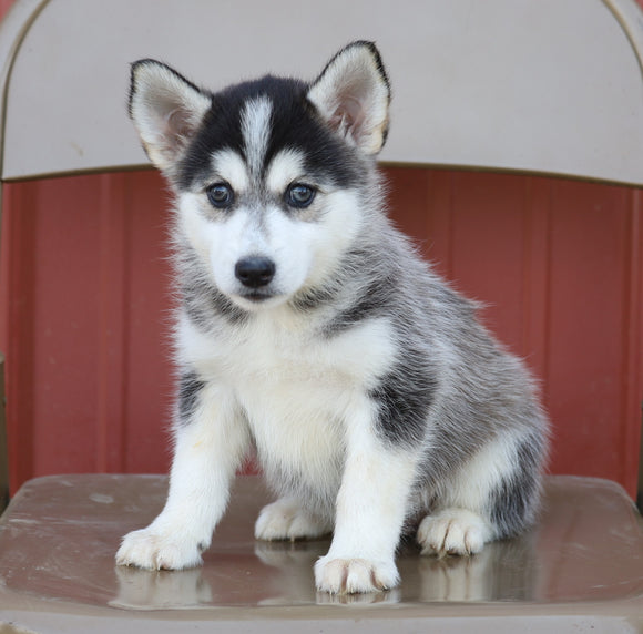 Pomsky For Sale Wooster, OH Female- Zella