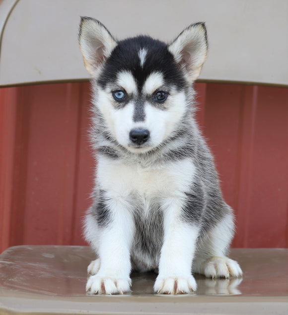 Pomsky For Sale Wooster, OH Female- Miley