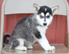 Pomsky For Sale Wooster, OH Female- Miley