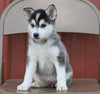 Pomsky For Sale Wooster, OH Female- Kiska