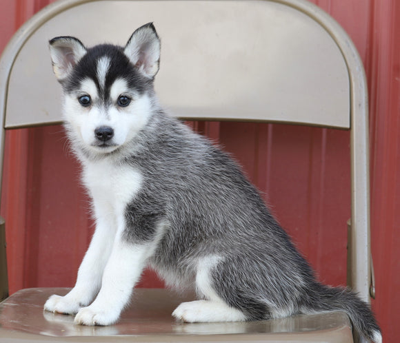 Pomsky For Sale Wooster, OH Female- Kiska