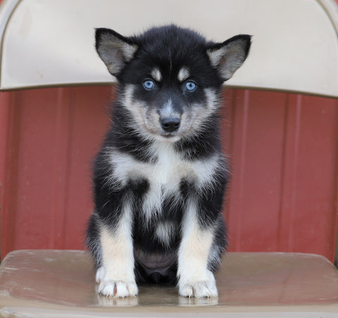 Pomsky For Sale Wooster, OH Female- Bubbles
