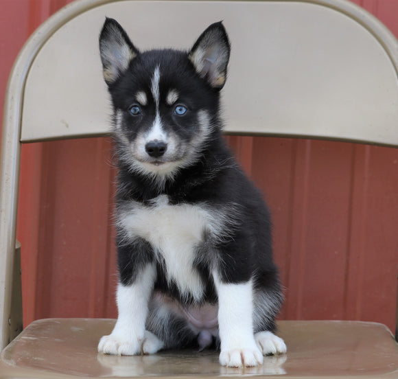 Pomsky For Sale Wooster, OH Female- Indie