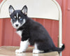 Pomsky For Sale Wooster, OH Female- Indie