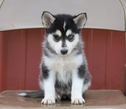 Pomsky For Sale Wooster, OH Female- Georgie