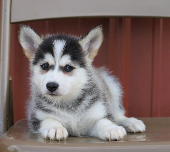 Pomsky For Sale Wooster, OH Female- Lola