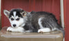 Pomsky For Sale Wooster, OH Female- Lola
