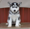 Pomsky For Sale Wooster, OH Female- Quincy