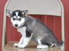 Pomsky For Sale Wooster, OH Female- Quincy