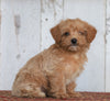 Poodle Mix Puppy For Sale Millersburg, OH Female- Stella