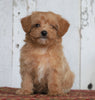 Poodle Mix Puppy For Sale Millersburg, OH Female- Stella