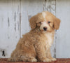 Poodle Mix Puppy For Sale Millersburg, OH Female- Angel