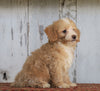 Poodle Mix Puppy For Sale Millersburg, OH Female- Angel