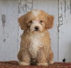Poodle Mix Puppy For Sale Millersburg, OH Female- Angel